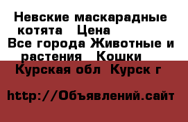 Невские маскарадные котята › Цена ­ 15 000 - Все города Животные и растения » Кошки   . Курская обл.,Курск г.